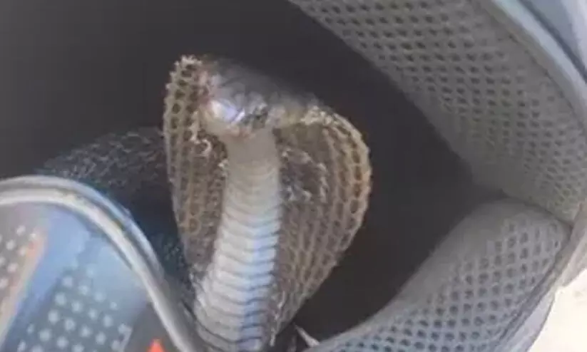 ഹെൽമറ്റിനുള്ളിൽ ഒളിച്ചിരുന്ന് പാമ്പ്; വിഡിയോ വൈറൽ