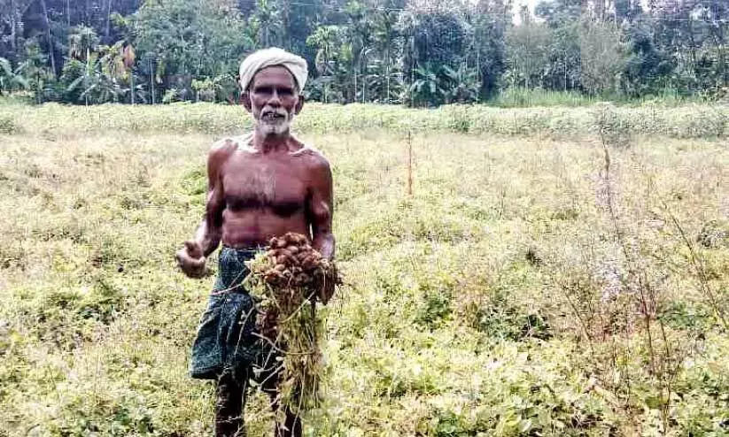 പ്രഭാകരൻ മുളവൂർ കൂർക്കയുമായി പ്രഭാകരൻ മുളവൂർ കൂർക്കയുമായി