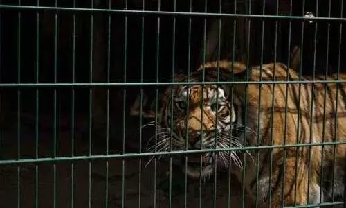 representational image