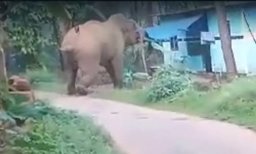 വാളുമുക്ക് കോളനിയിൽ കാട്ടാനയുടെ പരാക്രമം -VIDEO