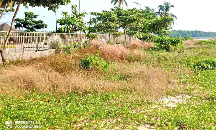 The beach adjacent to the sand banks is covered with forest