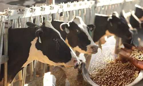 Fodder For Cattles Fodder For Cattles