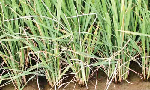 agriculture agriculture