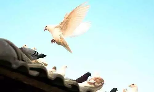 ആയിരം പ്രാവുകൾ ആയിരം പ്രാവുകൾ