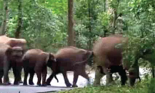 wild elephant menace