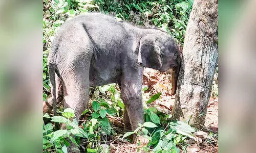 elephant cub elephant cub