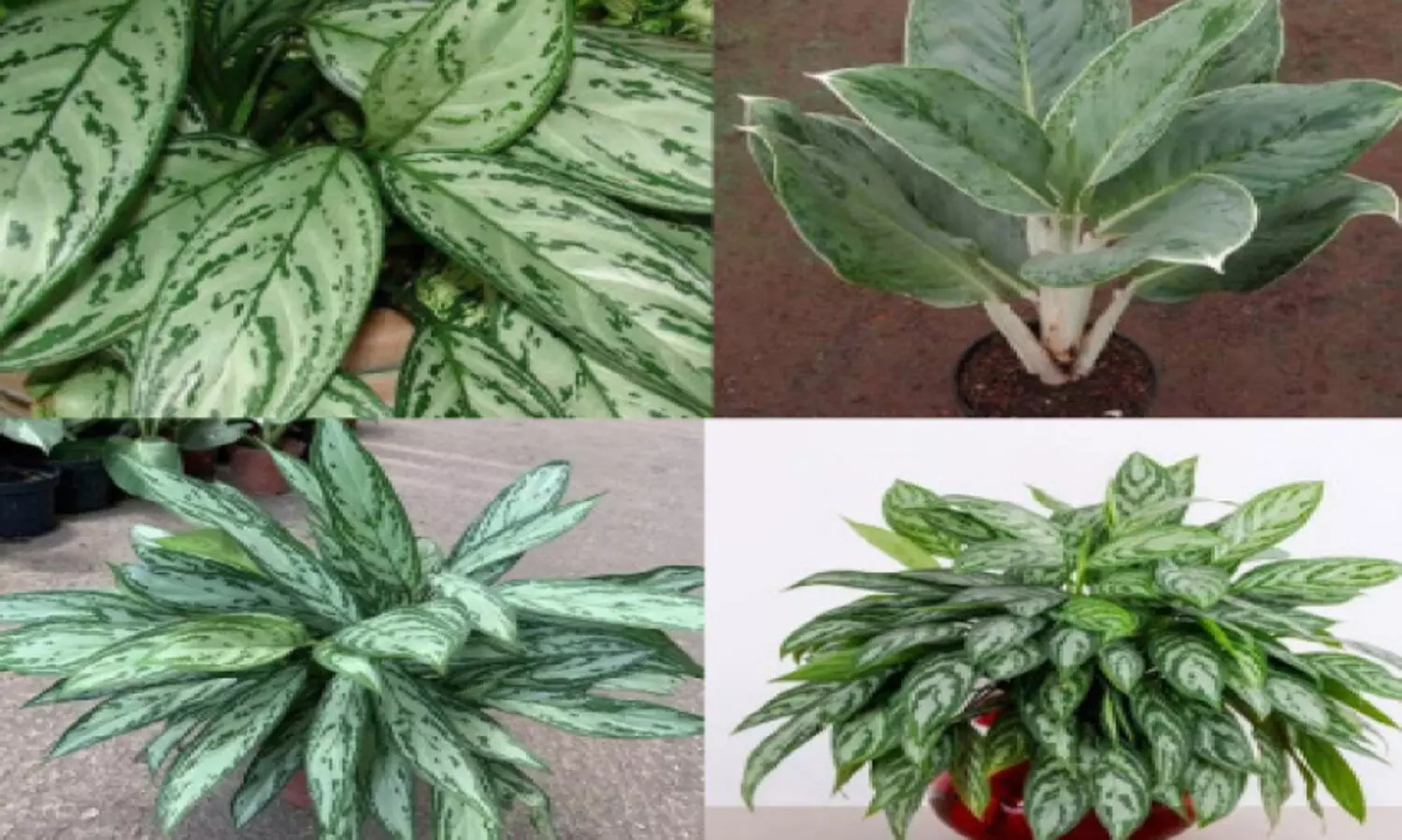 ഇ​ൻ​ഡോ​ർ ഉ​പ​യോ​ഗി​ക്കാ​ൻ   യോ​ജി​ച്ച അ​ഗ്ലോ​ന​മ