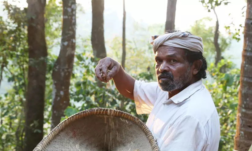 നെല്ലറിവിന്റെ വേരുകൾ നെല്ലറിവിന്റെ വേരുകൾ