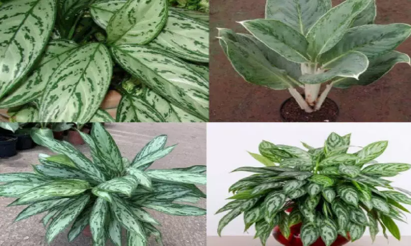 ഇ​ൻ​ഡോ​ർ ഉ​പ​യോ​ഗി​ക്കാ​ൻ   യോ​ജി​ച്ച അ​ഗ്ലോ​ന​മ