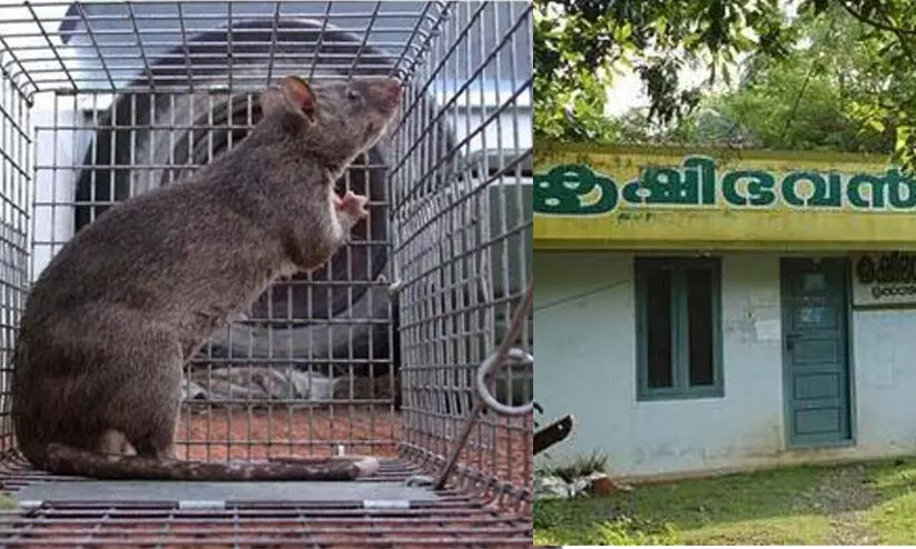 എലിക്കെണി ക്രമക്കേട്: മാരാരിക്കുളം മുൻ കൃഷി ഓഫിസറിൽനിന്ന് 34,160 രൂപ തിരിച്ചു പിടിക്കണമെന്ന് റിപ്പോർട്ട് എലിക്കെണി ക്രമക്കേട്: മാരാരിക്കുളം മുൻ കൃഷി ഓഫിസറിൽനിന്ന് 34,160 രൂപ തിരിച്ചു പിടിക്കണമെന്ന് റിപ്പോർട്ട്