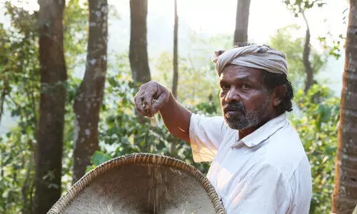 നെല്ലറിവിന്‍റെ വേരുകൾ
