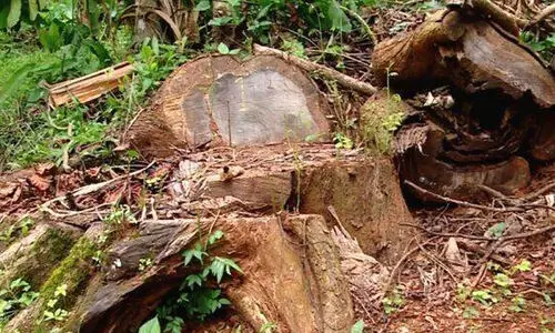 മുട്ടിൽ മരംമുറി: കുറ്റപത്രം തിങ്കളാഴ്ച കോടതിയിൽ സമർപ്പിക്കും