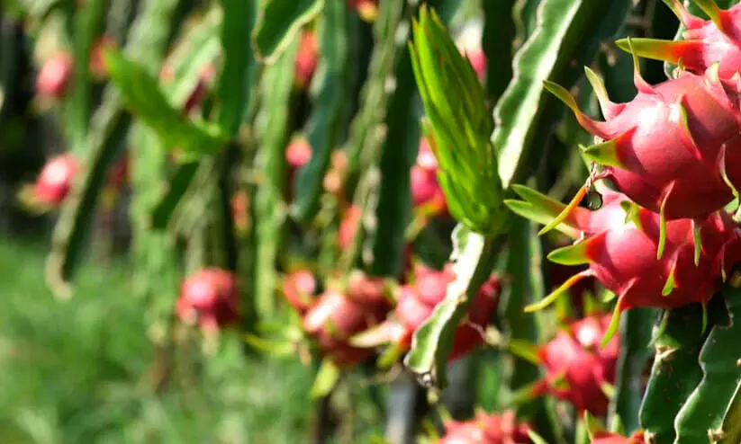 Dragon Fruit