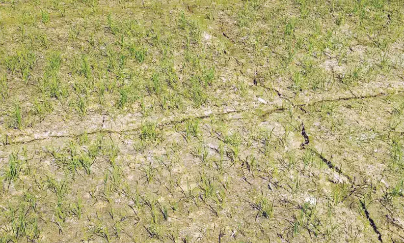 വെള്ളമില്ല; രണ്ടാം വിള നെൽകൃഷി ഉണക്ക് ഭീഷണിയിൽ വെള്ളമില്ല; രണ്ടാം വിള നെൽകൃഷി ഉണക്ക് ഭീഷണിയിൽ