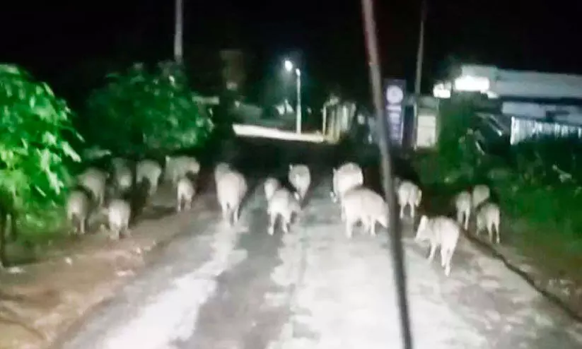 വന്യമൃഗങ്ങൾ കുത്തിമറിച്ച് കൃഷിയിടങ്ങൾ; പ്രതിരോധത്തിന് വഴികാണാതെ കർഷകർ വന്യമൃഗങ്ങൾ കുത്തിമറിച്ച് കൃഷിയിടങ്ങൾ; പ്രതിരോധത്തിന് വഴികാണാതെ കർഷകർ