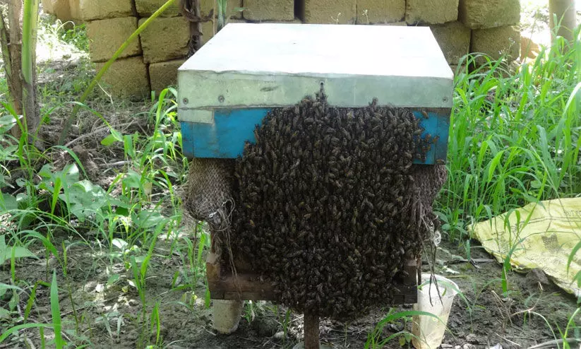 കാലാവസ്ഥമാറ്റം; തേനീച്ച കർഷകർ നട്ടംതിരിയുന്നു കാലാവസ്ഥമാറ്റം; തേനീച്ച കർഷകർ നട്ടംതിരിയുന്നു