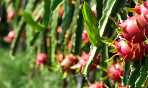 Dragon Fruit