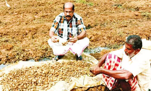 വിലയില്ല; കൂർക്ക കർഷകർക്ക് നിരാശ