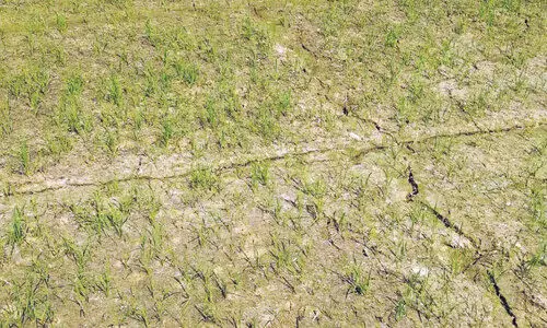 വെള്ളമില്ല; രണ്ടാം വിള നെൽകൃഷി ഉണക്ക് ഭീഷണിയിൽ വെള്ളമില്ല; രണ്ടാം വിള നെൽകൃഷി ഉണക്ക് ഭീഷണിയിൽ