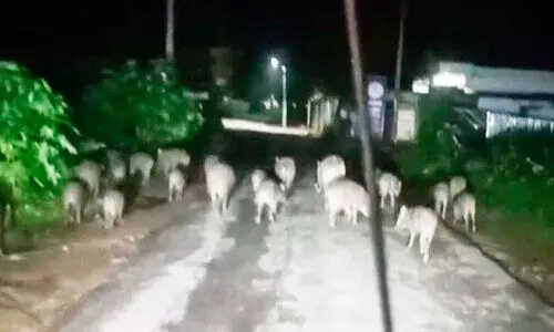 വന്യമൃഗങ്ങൾ കുത്തിമറിച്ച്​ കൃഷിയിടങ്ങൾ;  പ്രതിരോധത്തിന്​ വഴികാണാതെ കർഷകർ