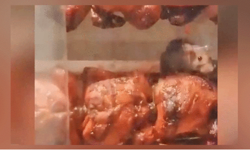 ഗ്രിൽ മെഷീനിനുള്ളിൽ എലി; റസ്റ്റാറന്‍റ്​ അടപ്പിച്ചു