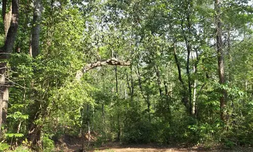 രാത്രി വനത്തിൽ കുടുങ്ങിയ വിദ്യാർഥി സംഘത്തെ സാഹസികമായി രക്ഷിച്ചു