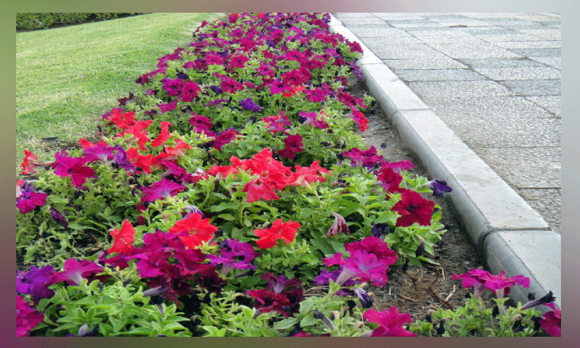 മ​സ്ക​ത്ത്​ ന​ഗ​ര​ത്തി​ലെ പൂ​ന്തോ​ട്ടം