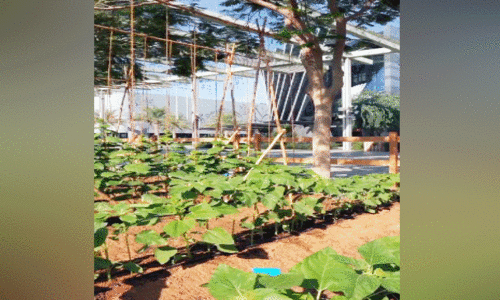 സു​സ്ഥി​ര കൃ​ഷി​രീ​തി​ക​ൾ പ​രി​ച​യ​പ്പെ​ടു​ത്തി എ​ക്​​സ്​​പോ സി​റ്റി ഫാം