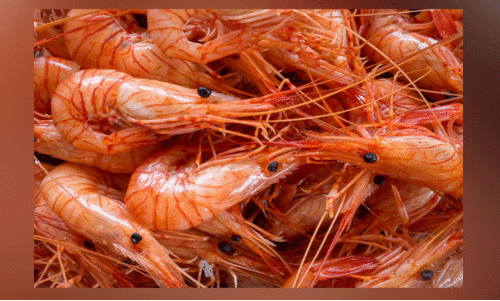 ചെമ്മീൻ പിടിക്കുന്നതിനും വ്യാപാരത്തിനും നിരോധനം