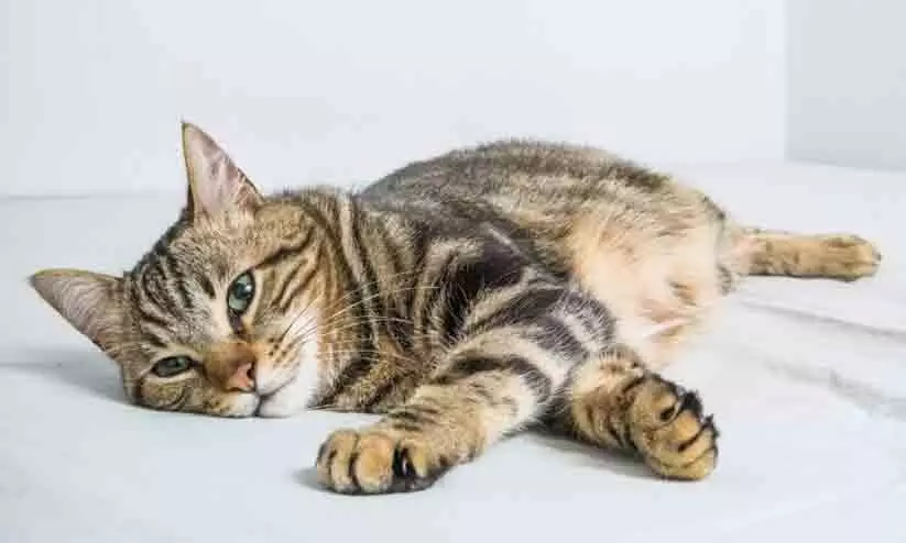 34 വർഷത്തെ പൂച്ച വിലക്ക് നീക്കി സിംഗപ്പൂർ; വ്യവസ്ഥ ലംഘിച്ചാൽ വൻ പിഴ 34 വർഷത്തെ പൂച്ച വിലക്ക് നീക്കി സിംഗപ്പൂർ; വ്യവസ്ഥ ലംഘിച്ചാൽ വൻ പിഴ