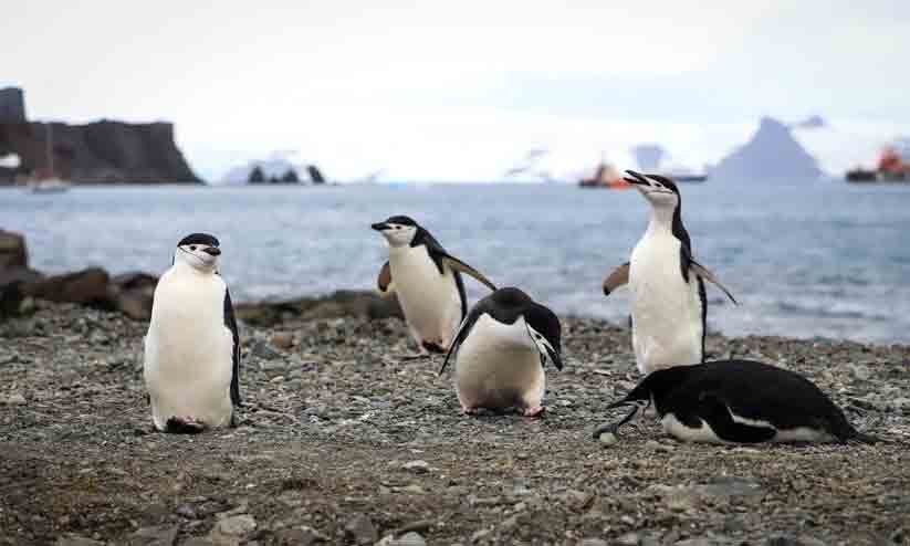Fascinating Sleep Behavior of Chinstrap Penguins: Study Published in