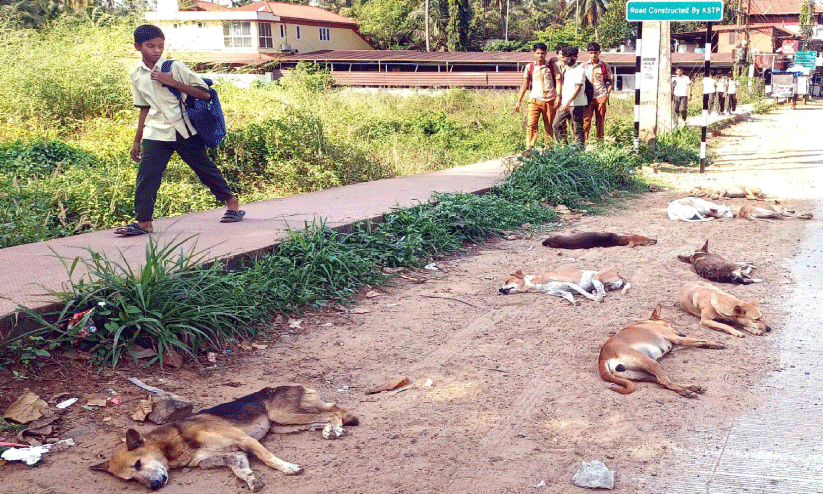 വിദ്യാർഥികൾക്ക് പേടിസ്വപ്നമായി തെരുവ് നായ്ക്കൂട്ടം വിദ്യാർഥികൾക്ക് പേടിസ്വപ്നമായി തെരുവ് നായ്ക്കൂട്ടം