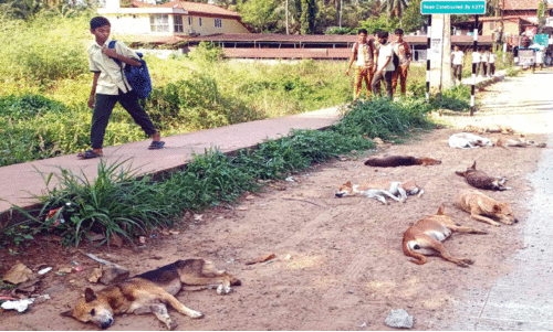 വി​ദ്യാ​ർ​ഥി​ക​ൾ​ക്ക് പേ​ടി​സ്വ​പ്ന​മാ​യി തെ​രു​വ്   നാ​യ്ക്കൂ​ട്ടം