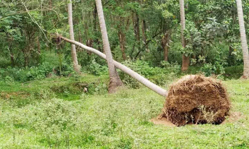 മുപ്ലിയില് കാട്ടാന മറിച്ചിട്ട തെങ്ങ് മുപ്ലിയില് കാട്ടാന മറിച്ചിട്ട തെങ്ങ്
