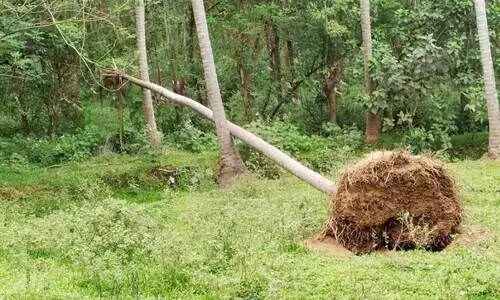 മു​പ്ലി​യി​ല്‍ കാ​ട്ടാ​ന മ​റി​ച്ചി​ട്ട തെ​ങ്ങ്