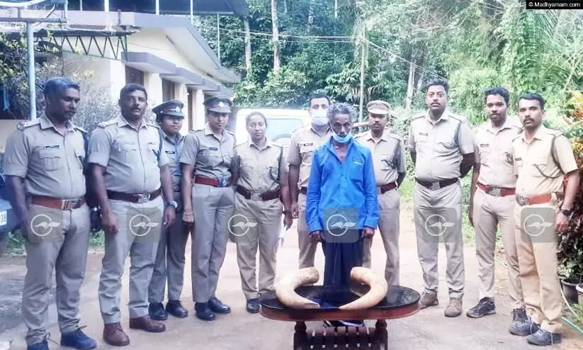 ivory in Adimali ivory in Adimali