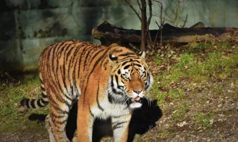 കടുവ ഭീതിയിലായ വയനാട്; ആക്രമണം തുടർക്കഥയാവുന്നു