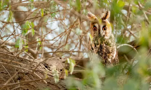 നിശാചരൻ ‘നെടുഞ്ചെവിയൻ മൂങ്ങ’