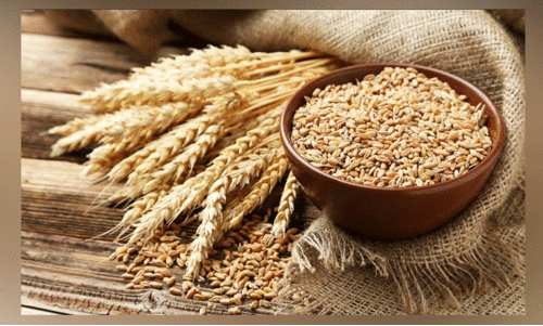 വിലക്കയറ്റവും പൂഴ്ത്തിവെപ്പും തടയാൻ ഗോതമ്പിന്റെ ശേഖരപരിധി കുറച്ചു