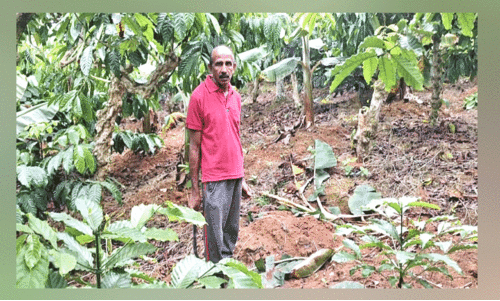 കൃഷി തിന്നും നശിപ്പിച്ചും വന്യമൃഗങ്ങൾ; കർഷകർ പ്രതിസന്ധിയിൽ
