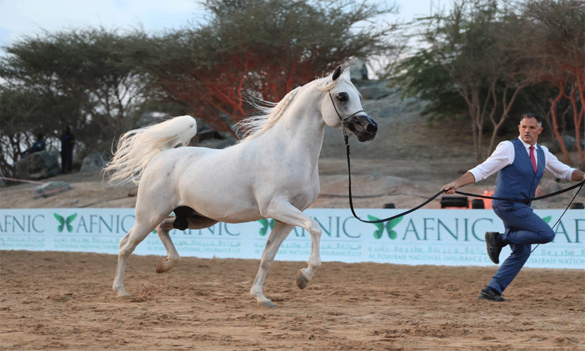 ഹോഴ്സ് ജമ്പിങ് മത്സരം ഹോഴ്സ് ജമ്പിങ് മത്സരം