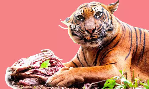 കടുവ നിറഞ്ഞ് വയനാട്; ആക്രമണം തുടർക്കഥ