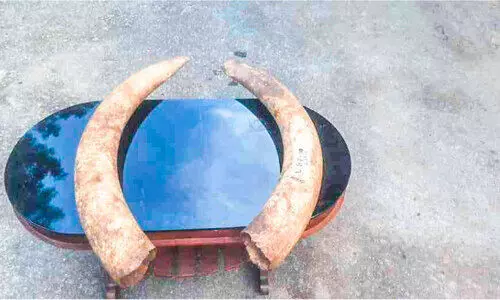 ആനക്കൊമ്പുകളുമായി ഒരാൾ പിടിയിൽ; രണ്ടുപേർ രക്ഷപ്പെട്ടു