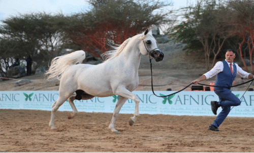 ഹോഴ്സ് ജമ്പിങ് മത്സരം ഹോഴ്സ് ജമ്പിങ് മത്സരം