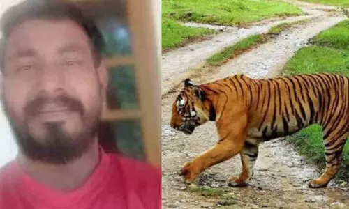 വയനാട് കടുവ ഭീതിയിൽ: പ്രജീഷിനെ കടിച്ച് കൊന്നയിടത്ത് കടുവ ഇന്നുമെത്തി