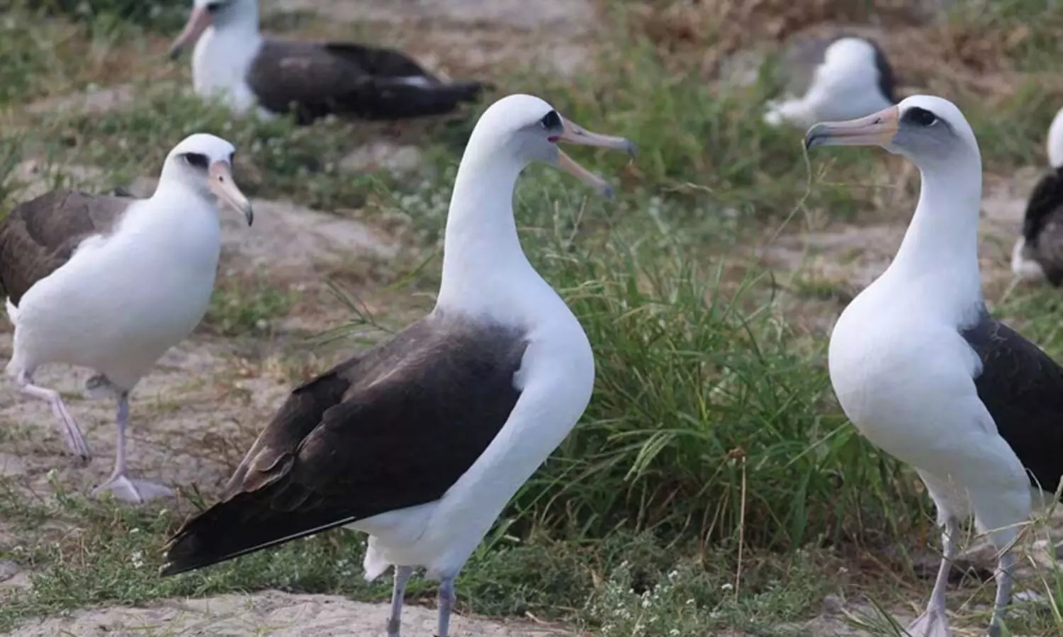 ലോകത്തിലെ ഏറ്റവും പ്രായം ചെന്ന കടൽപക്ഷിയെ അമേരിക്കയിൽ   കണ്ടെത്തി