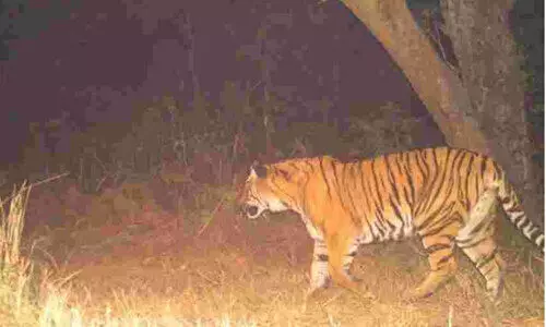 വന്യജീവി ആക്രമണത്തിൽ 43 വർഷത്തിനിടെ വയനാട്ടിൽ കൊല്ലപ്പെട്ടത് 150 പേർ