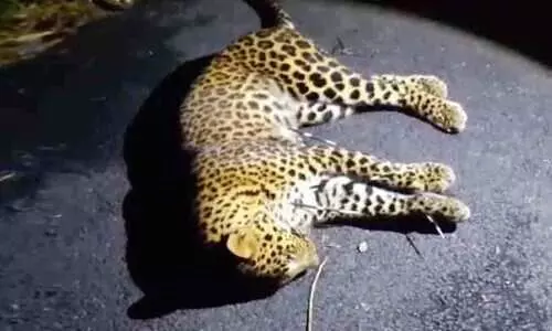 Leopard