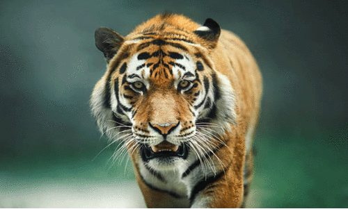 വീ​ണ്ടും ക​ടു​വ​യു​ടെ കാ​ൽ​പാ​ടു​ക​ൾ; ഭീ​തി​യി​ൽ നാ​ട്ടു​കാ​ർ