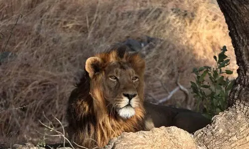 ഗുജറാത്തിൽ 2019-നും 2021-നുമിടയിൽ ചത്തൊടുങ്ങിയത് 397 ഏഷ്യൻ സിംഹങ്ങള്‍